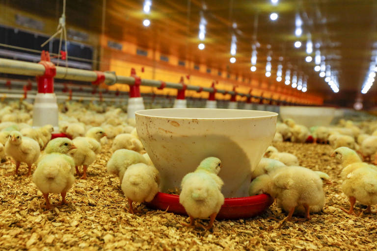 Produção de frango na região de Foz do Iguaçu