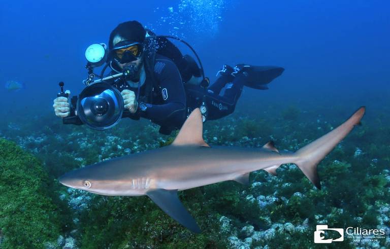 Ovo de tubarão é fotografado em Fernando de Noronha