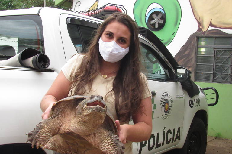 Tartaruga-mordedora, cuja mordida pode chegar a 600 kg, é levada para o zoológico da Cidade da Criança de Presidente Prudente, no interior de São Paulo
