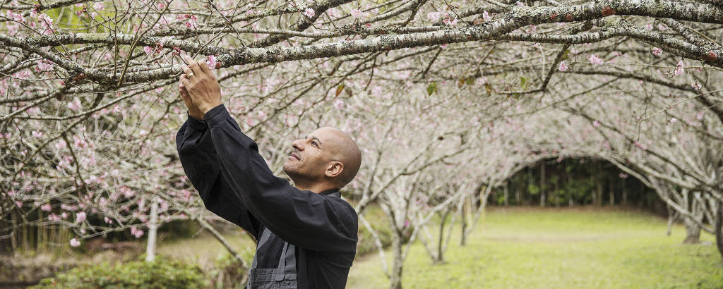 O monje, de blusa preta e avental cinza, colhe uma pequena flor de cerejeira cor-de-rosa de um galho