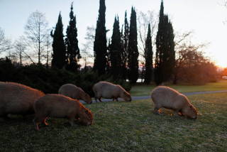 Capybaras eat grass at the gated community of Nordelta, which was built on wetlands and now capybaras have taken up residence there, in Buenos Aires