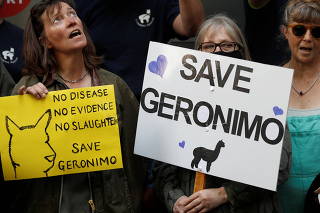 Protesters demonstrate against the ruling that Geronimo, an Alpaca believed to be carrying TB, has to be euthanised, in London