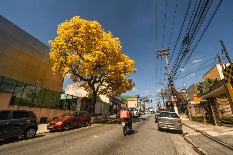 Ipês-amarelos florescem em São Paulo