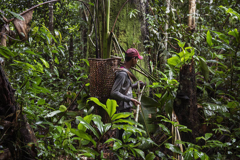 Coletor de castanha trabalha em reserva extrativista no Amazonas
