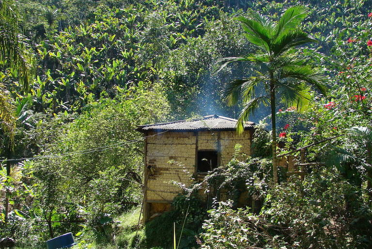 Habitação tradicional e ao fundo bananal orgânico no quilombo de Ivaporunduva