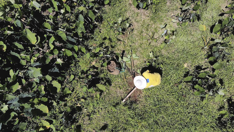 Rosana de Almeida, do Quilombo Nhunguara, colhe inhame em sua roça