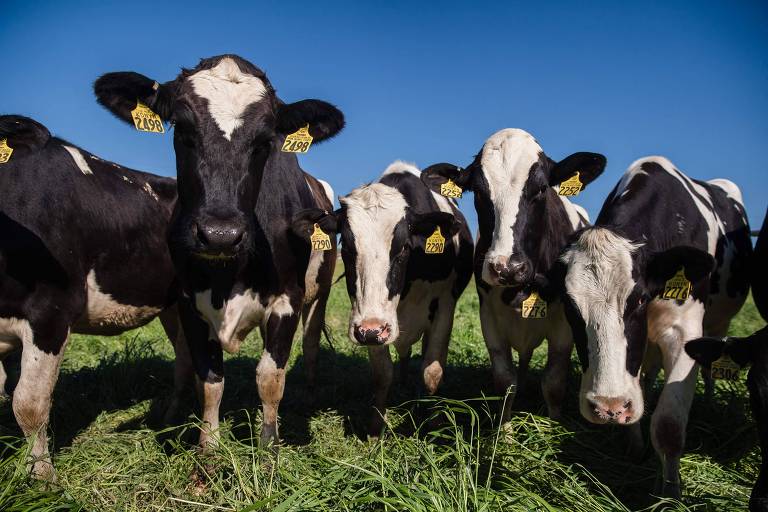 Senador dos EUA quer impedir importações de carne brasileira após notícias sobre vaca louca