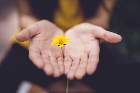 Pessoa exibe flor amarela entre as duas mãos