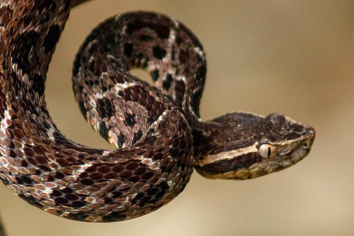 Molécula em veneno de cobra inibe reprodução do coronavírus, revela  pesquisa brasileira - Forbes