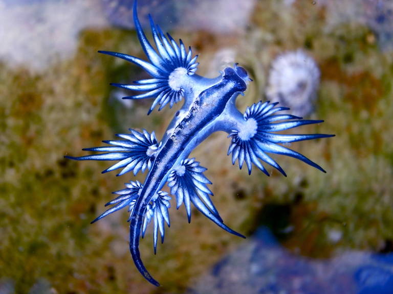 Conheça o dragão azul (Glaucus atlanticus), molusco encontrado no litoral de SP
