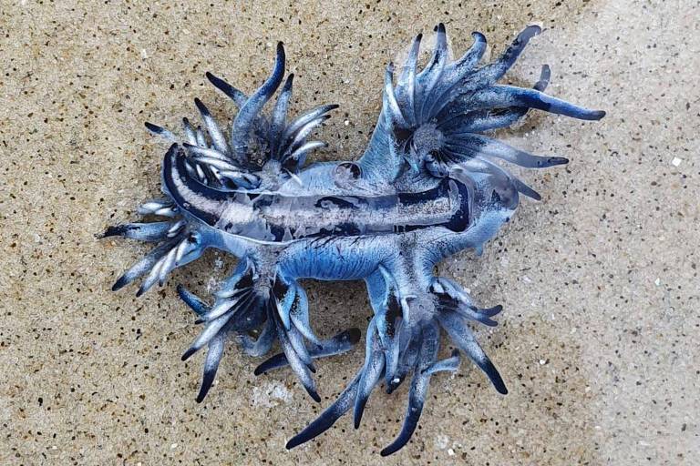 Imagem mostra molusco conhecido como dragão azul, que foi encontrado no feriado prolongado em Bertioga, litoral sul de SP