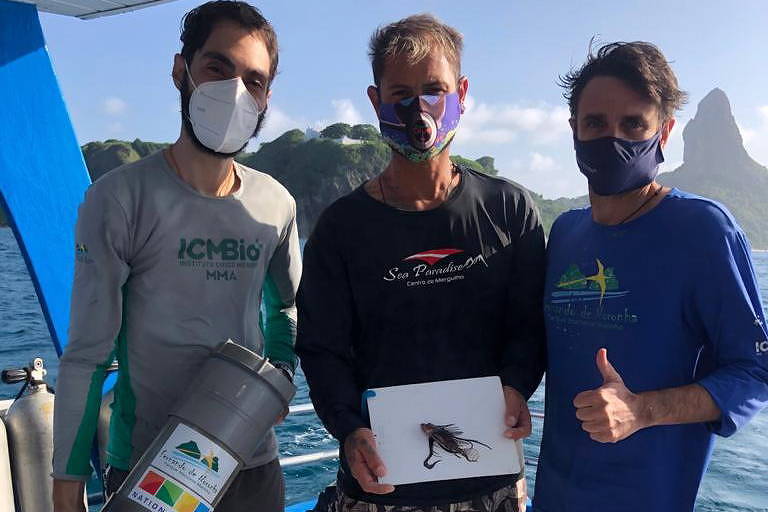 Peixe-leão invade Fernando de Noronha; espécie ameaça ecossistema