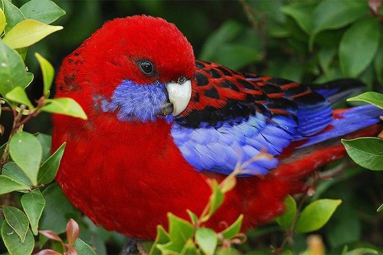 Foto mostra uma papagaio australiano de penas vermelhas com detalhes em azul.