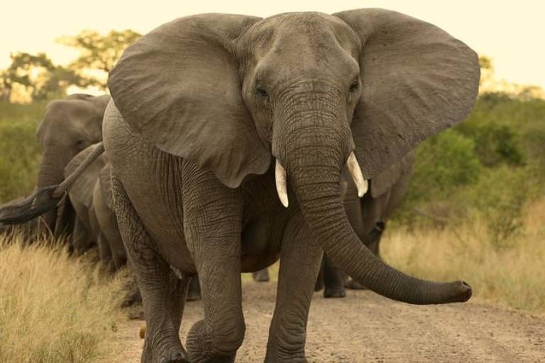 Foto mostra um elefante na savana.