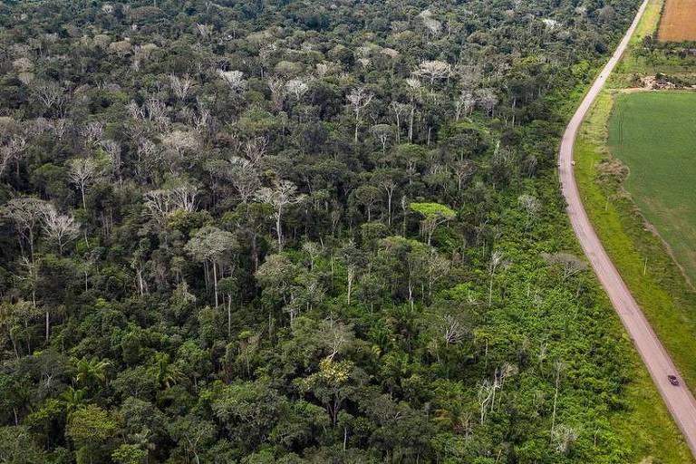 Imagem aérea mostra uma floresta e uma estrada