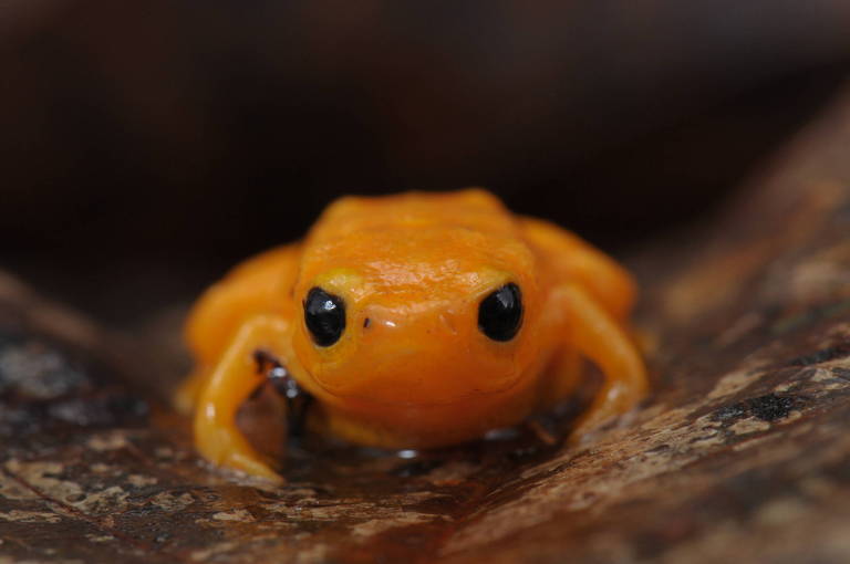Imagem em close mostra um sapo pequeno na cor laranja