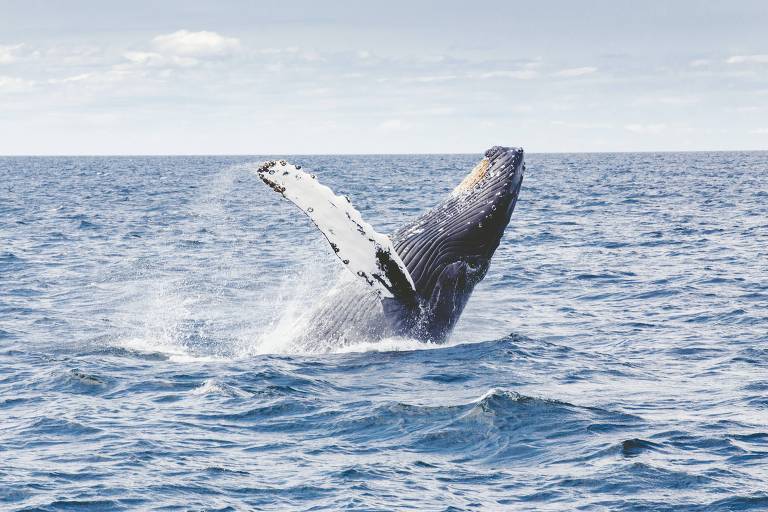 Conheça a baleia jubarte