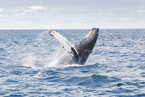 Conheça a Conheça a baleia jubarte