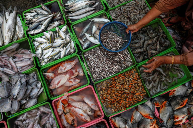 Diversos peixes divididos em caixa em um mercado
