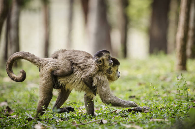 Macacos-pregos no Horto Florestal， em São Paulo