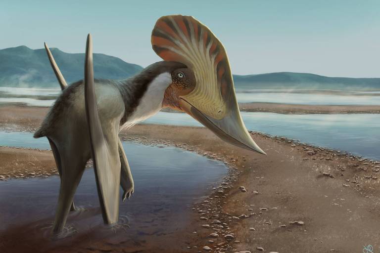 Paleontólogos encontram maior fóssil de pterodáctilo do período