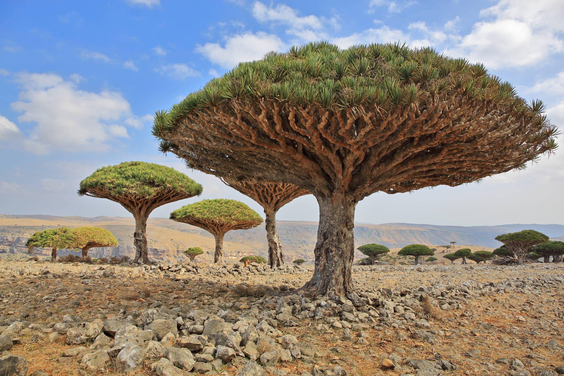 Ilha de Socotra, no Iêmen, parece um território alienígena