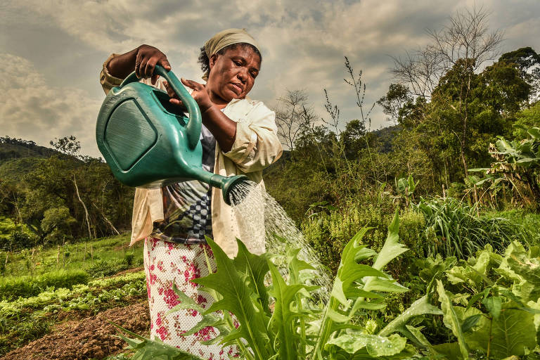 Mulher rega horta de alface, almeirão e couve, no quilombo São Pedro