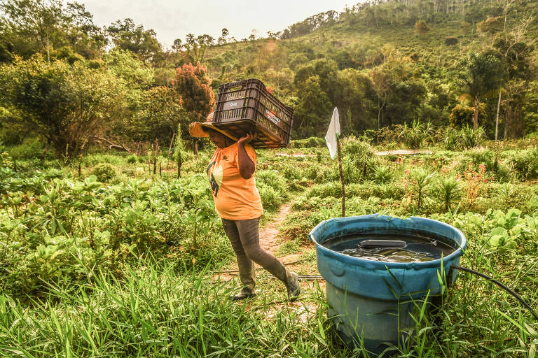Mulher vestindo uma camiseta laranja, calça marrom e chapéu de palha carrega um caixote de alimentos, colhidos na plantação de alface e almeirão no quilombo São Pedro