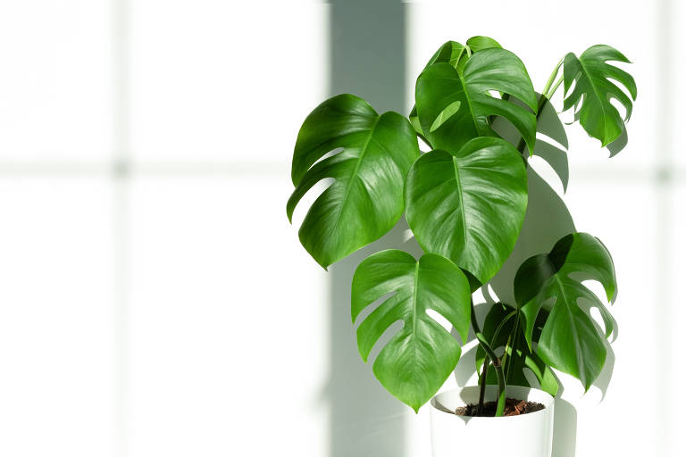 5 tipos de plantas fáceis de cuidar