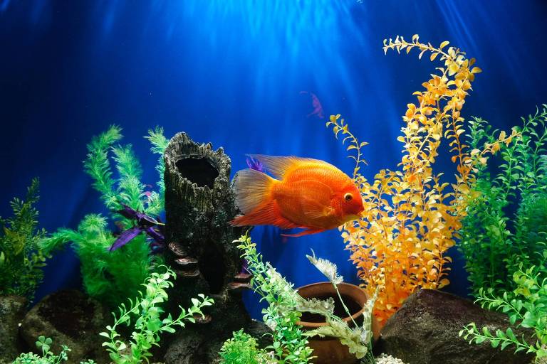 Peixe laranja no aquário, com fundo azul e algas verdes e amarelas