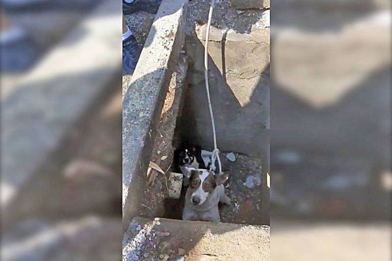 Bombeiros e moradores resgatam cachorros em bueiro de Sorocaba; veja o vídeo