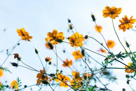 Flores amarelas e céu azul - Web Stories 