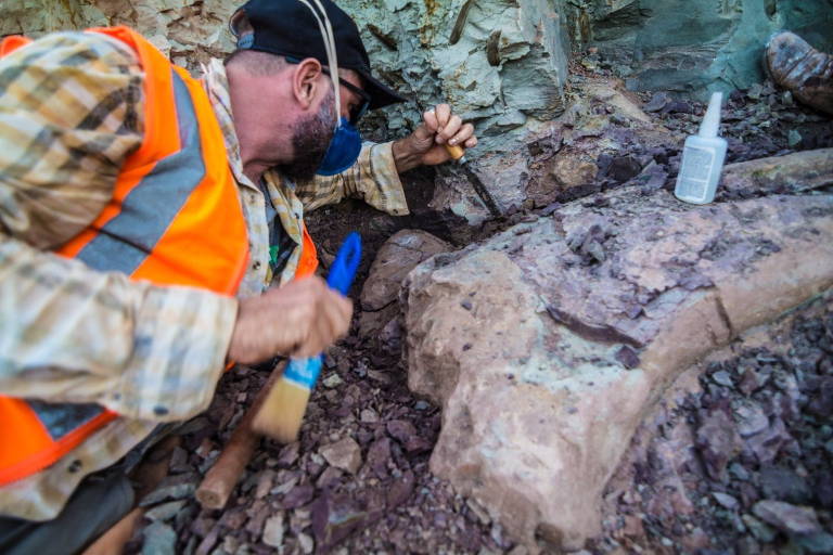 Obra de ferrovia em Davinópolis, região metropolitana de Imperatriz (MA) revela ossos de dinossauro gigante