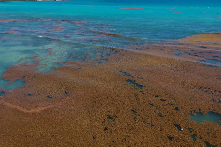 Algas acastanhadas em meio a um mar azulado