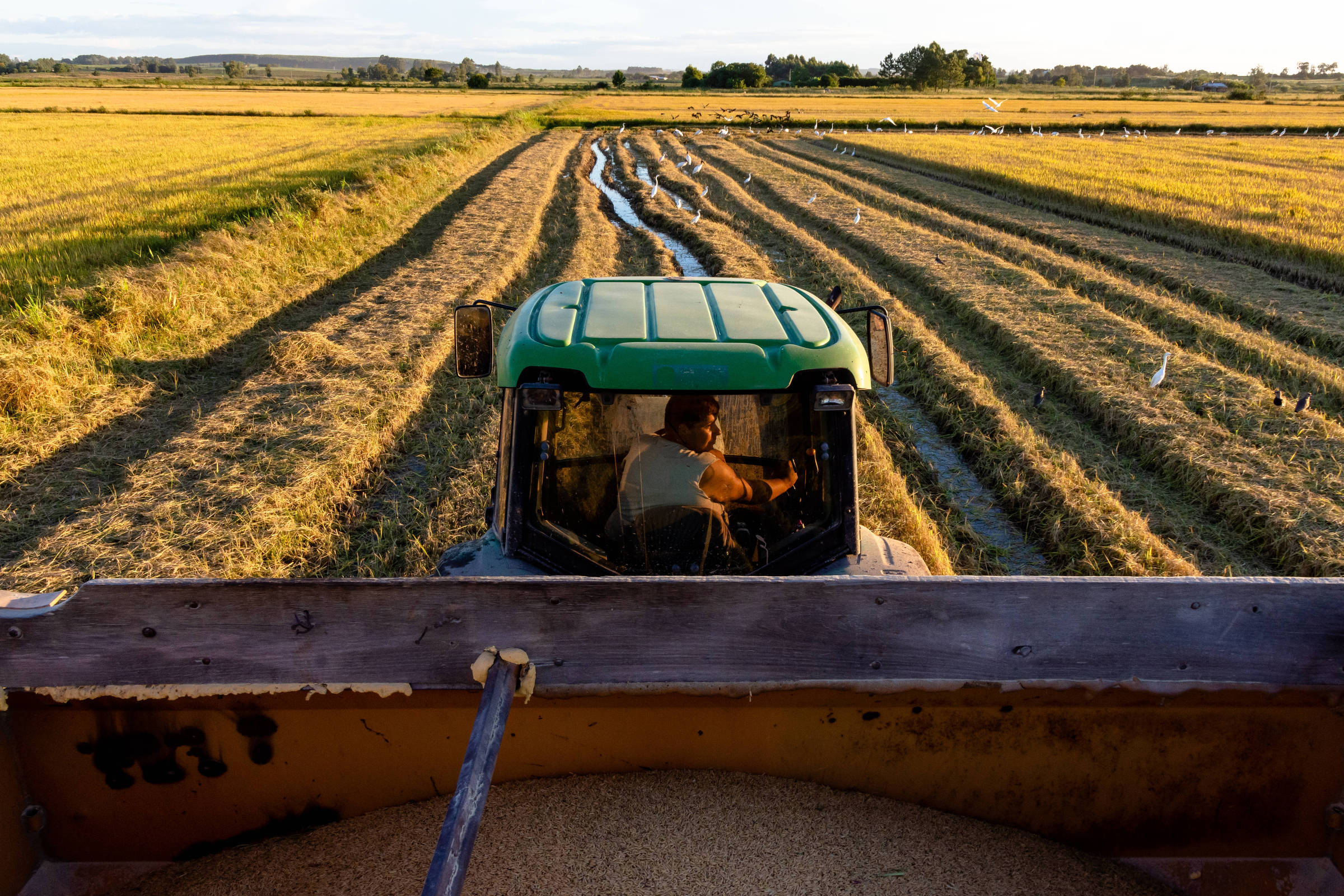 Clube Agro Brasil transforma compras em pontos para agricultor adquirir  produtos - Dinheiro Rural