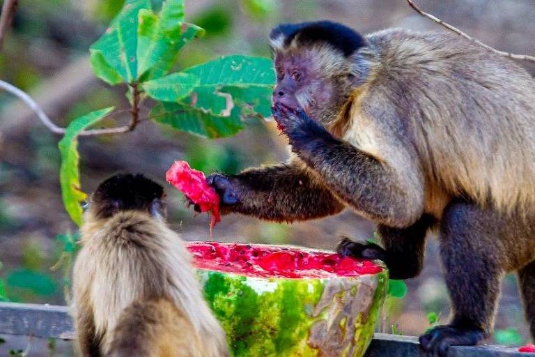 Macacos se alimentando de melancia