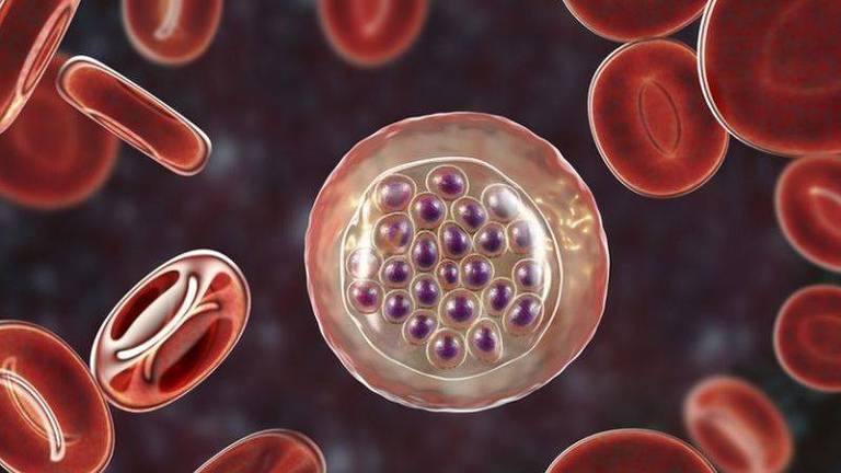 O parasita costuma invadir e destruir as células vermelhas do sangue. Na ilustração, é possível ver uma unidade infectada ao centro