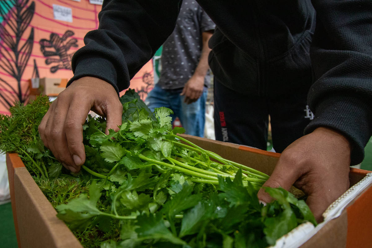 As hortaliças compõem a maior parte dos produtos disponíveis para o comércio dentro do Armazém