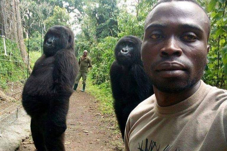 Na selfie, gorilas aparentemente tentavam imitar os humanos