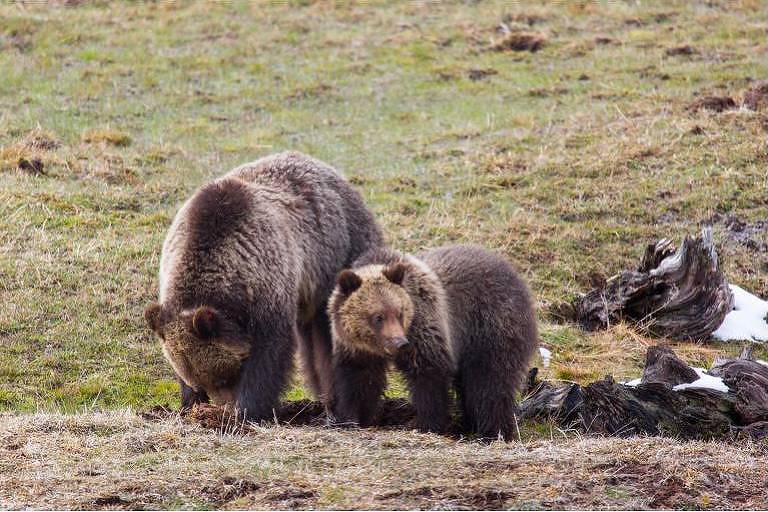Mulher é presa por se aproximar de urso pardo em parque dos EUA