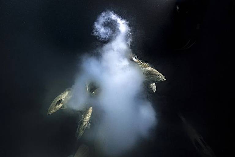 Imagem de vários peixes correndo para liberar seus espermatozoides enquanto uma fêmea solta uma explosão de óvulos vence concurso