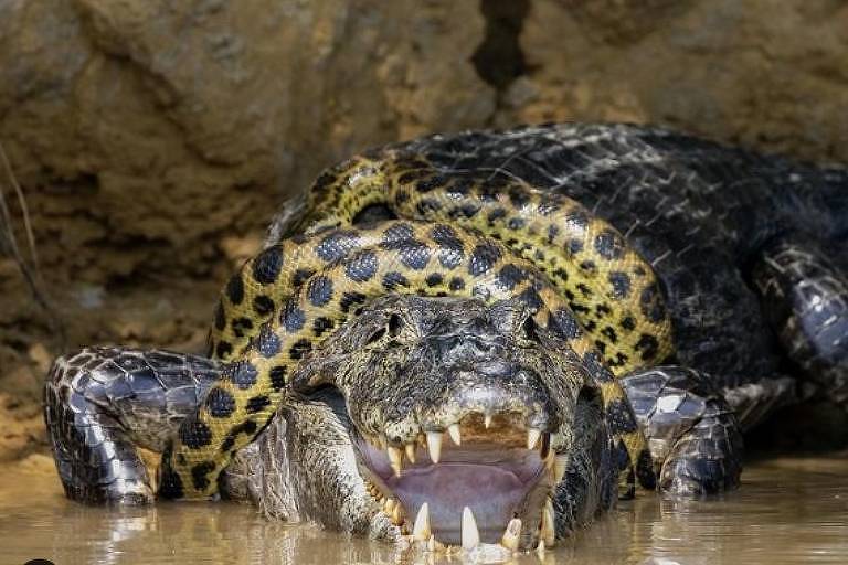Momento em que fotógrafo capta jacaré sendo atacado por cobra no Pantanal