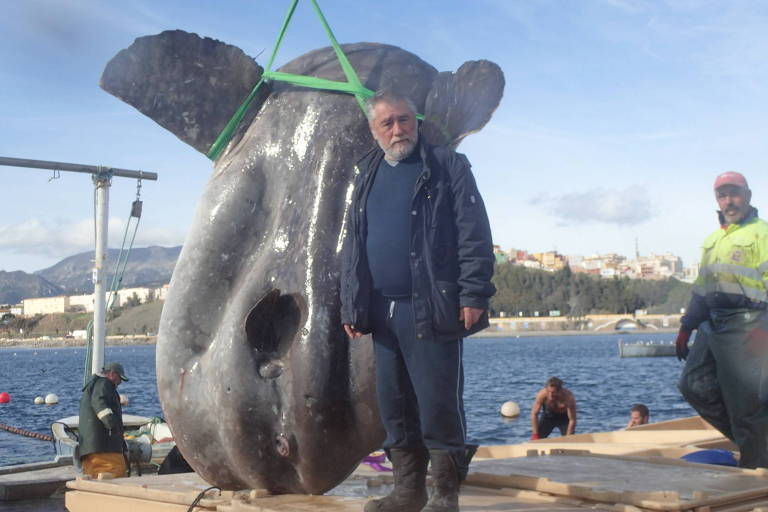 Peixe de mais de mil quilos é capturado na cidade espanhola de Ceuta