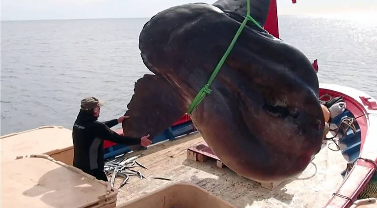 Peixe-lua de quase 3 toneladas quebra recorde de peixe ósseo mais pesado do  mundo