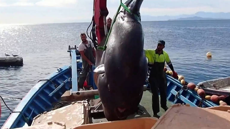 Peixe-lua de quase 3 toneladas quebra recorde de peixe ósseo mais pesado do  mundo