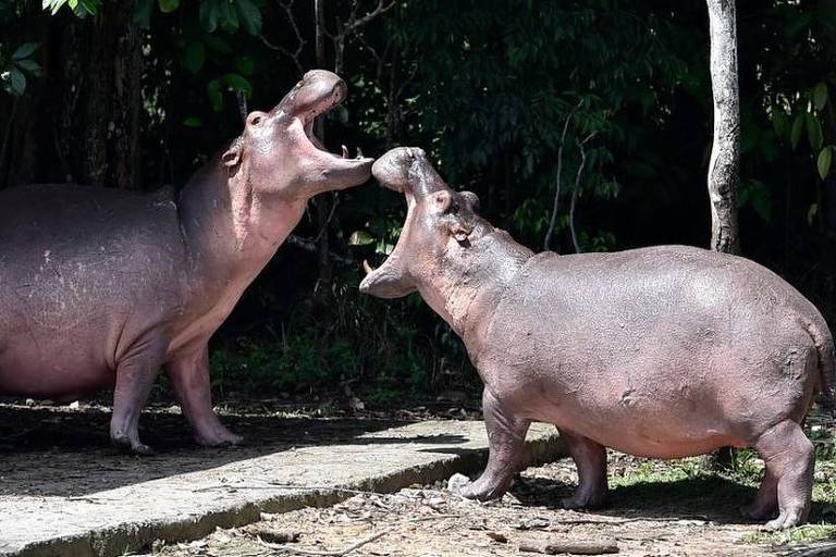 Colômbia decide sacrificar hipopótamos descendentes dos animais importados por Pablo Escobar