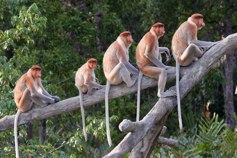 Em um galho, cinco macacos estão enfileirados