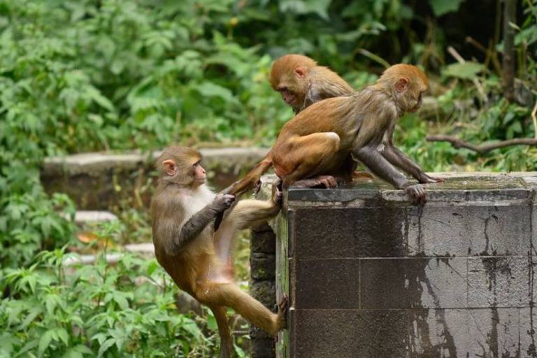 Imagem mostra três macacos. Um está em cima de um muro de concreto, outro puxa o seu rabo e outro o observa.