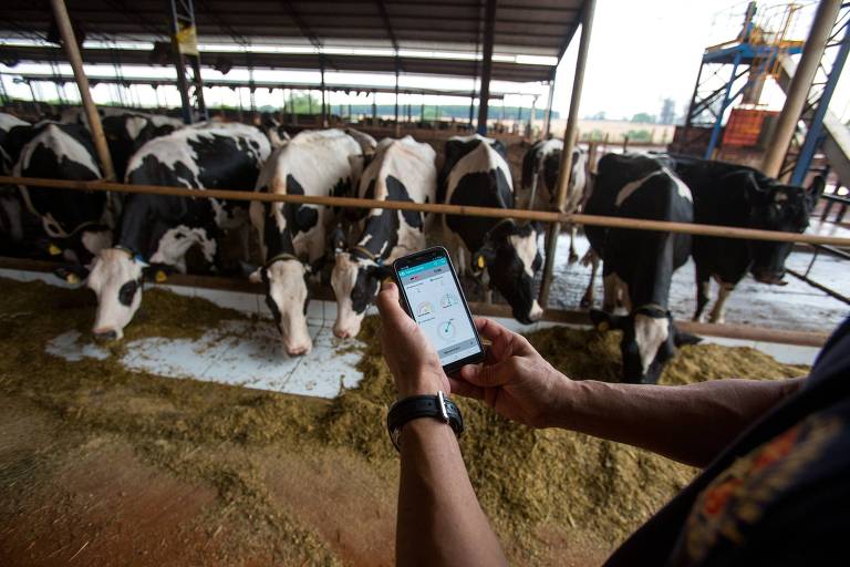 Imagem mostra o produtor rural André Luis Zucolotto conferindo aplicativo no celular que monitora gado em sua fazenda em Viradouro, no interior de SP