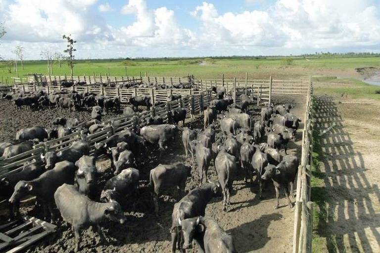 Criação de búfalos pode ter contribuído com a morte da foz do Araguari e favorecido a salinização do Amazonas